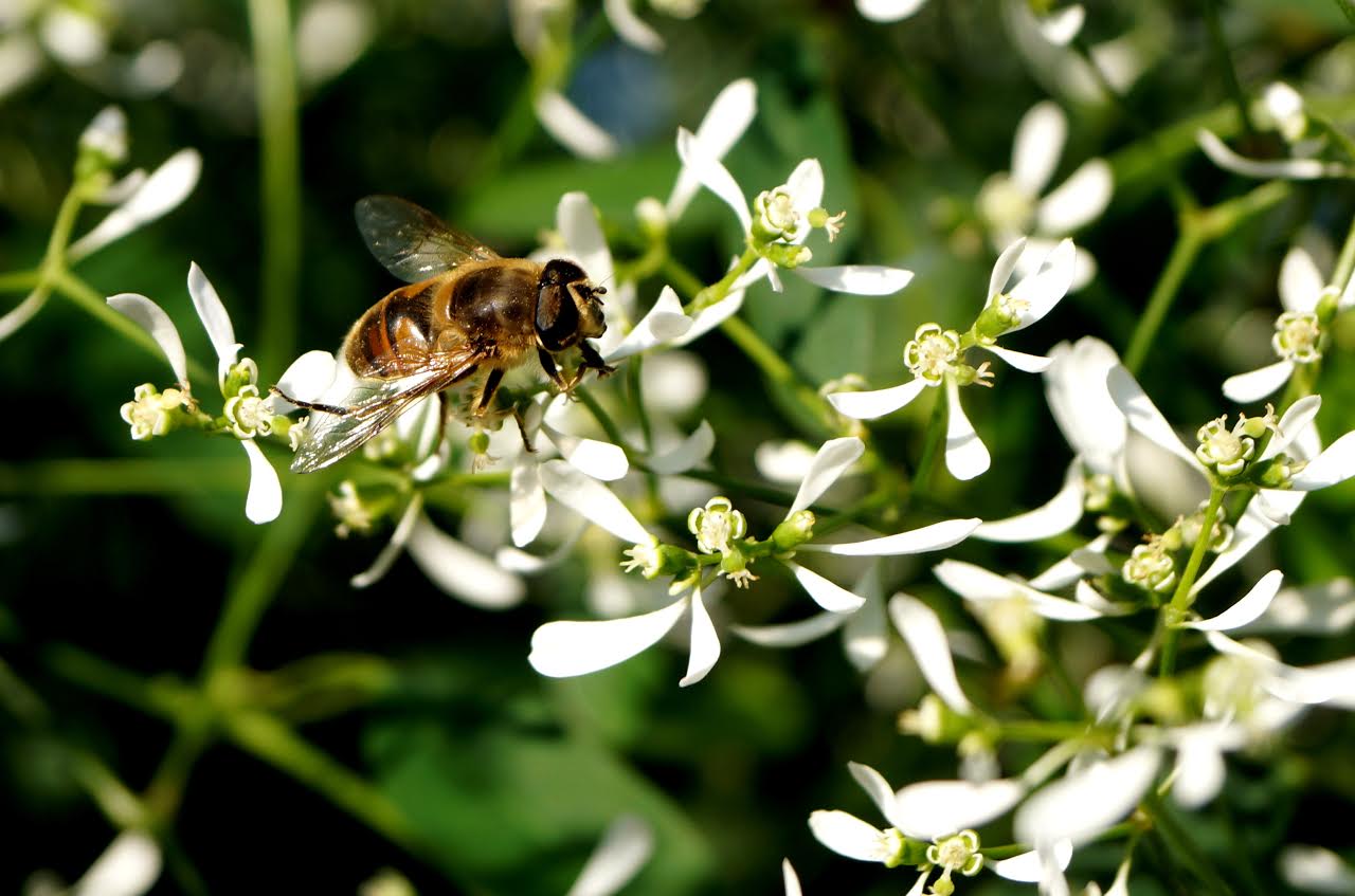 Bienenschleierkraut - OÖ Gärtner