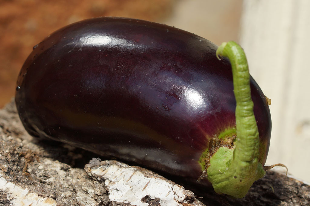 Aubergine Frucht