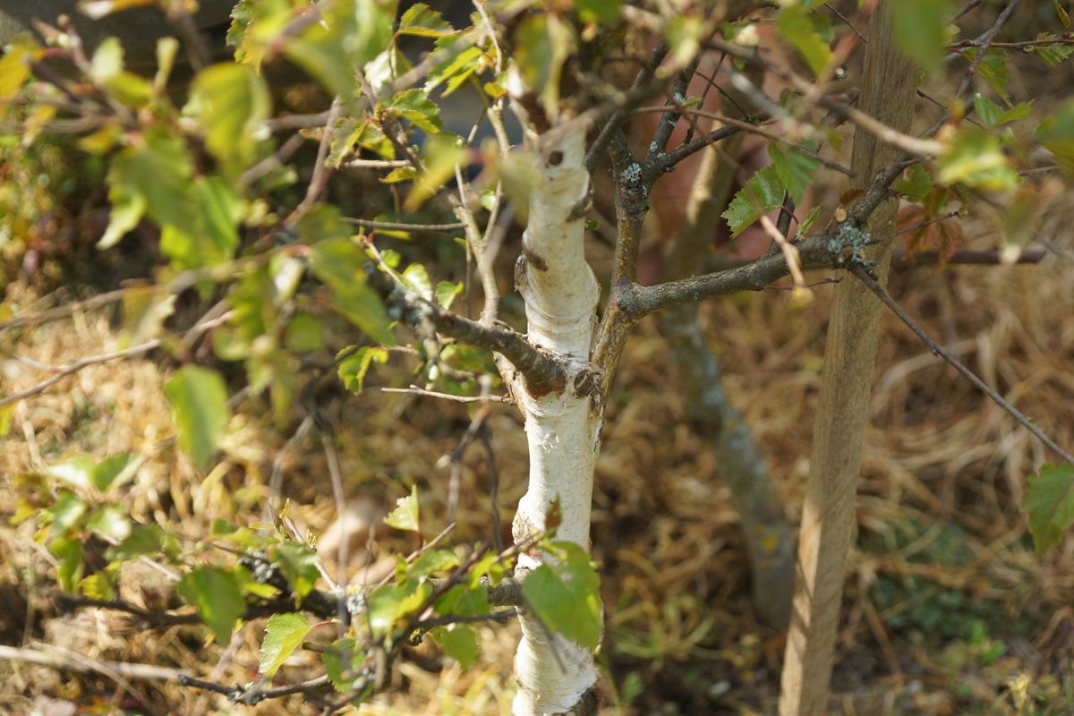 Bonsai Birke