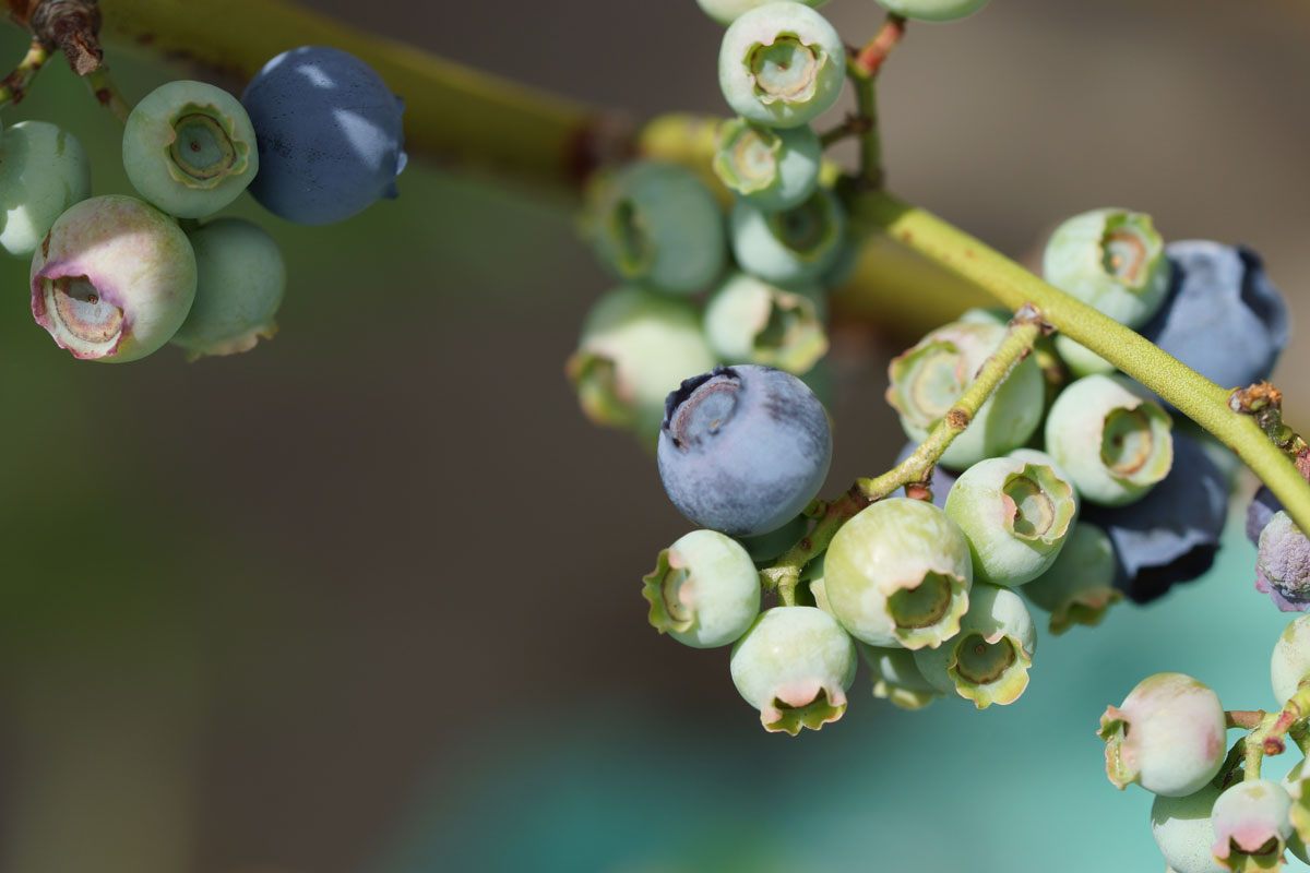 Heidelbeeren