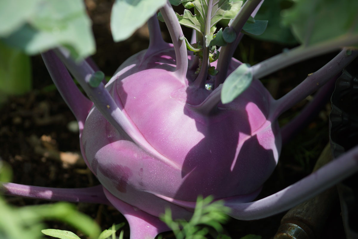 Kohlrabi Pflanze