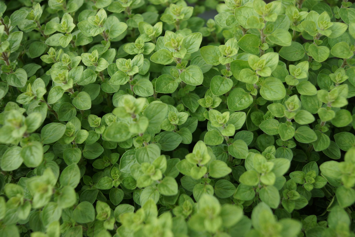 Junger Oregano