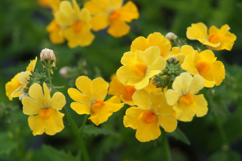 Sonnenfee (Nemesia)